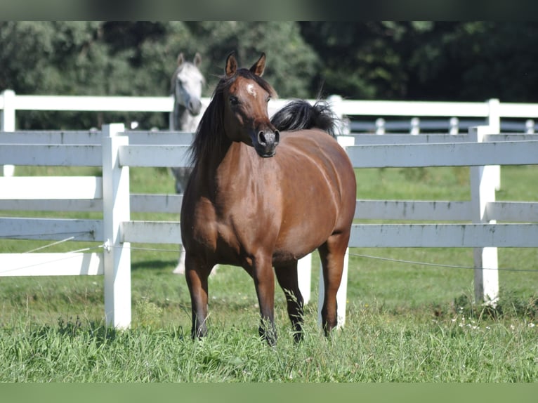 Pur-sang arabe Jument 13 Ans 158 cm Bai in Bad Oldesloe