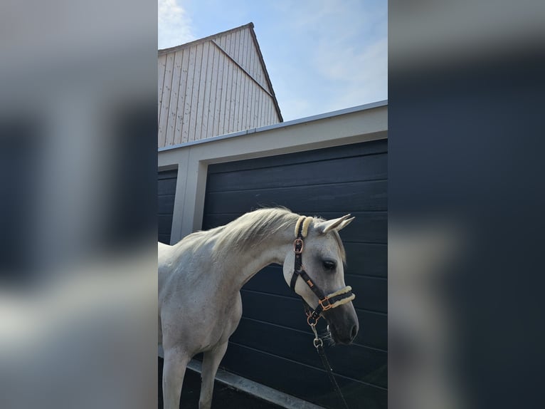 Pur-sang arabe Jument 13 Ans Gris in Altishausen