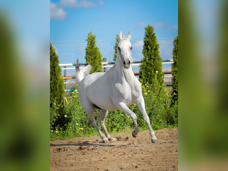 Pur-sang arabe Jument 14 Ans 147 cm Gris in Wiktorów