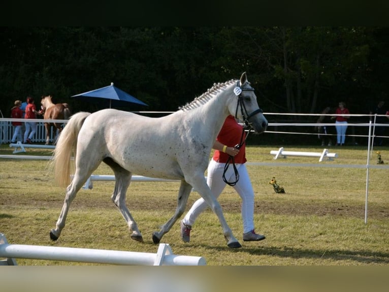 Pur-sang arabe Jument 14 Ans 148 cm Gris in Barchfeld