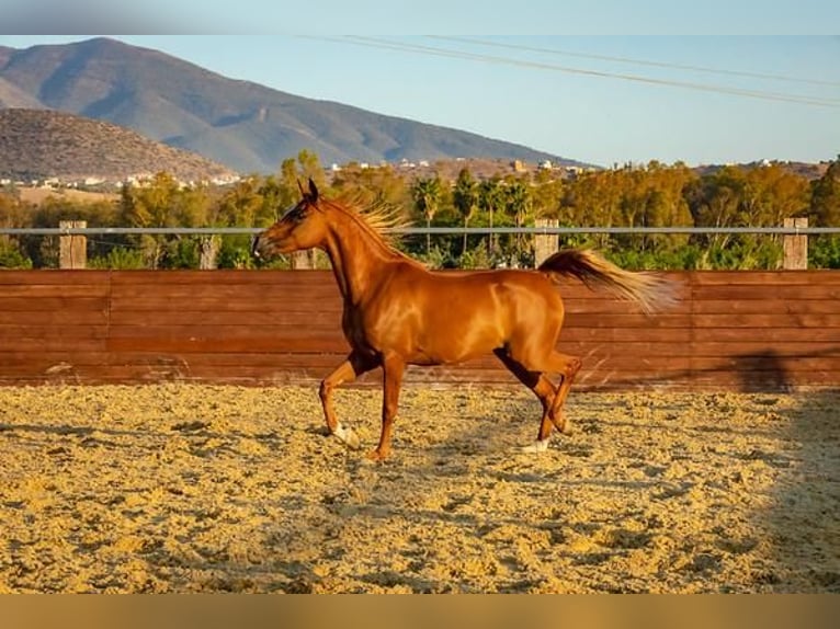 Pur-sang arabe Jument 14 Ans 154 cm Alezan in Leon