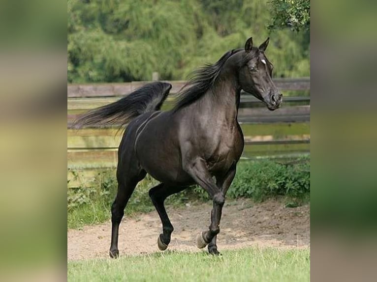 Pur-sang arabe Jument 14 Ans 154 cm Noir in Santok