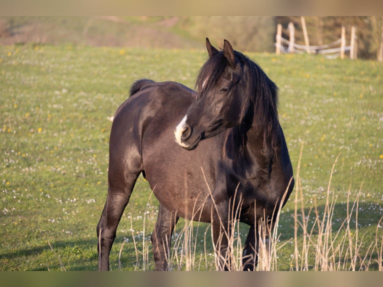 Pur-sang arabe Jument 14 Ans 155 cm Noir in Hobro