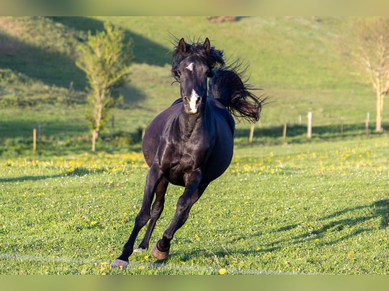 Pur-sang arabe Jument 14 Ans 155 cm Noir in Hobro