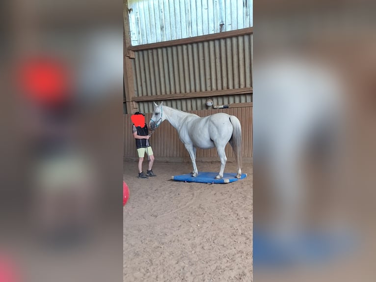 Pur-sang arabe Croisé Jument 15 Ans 148 cm Gris in Kierspe