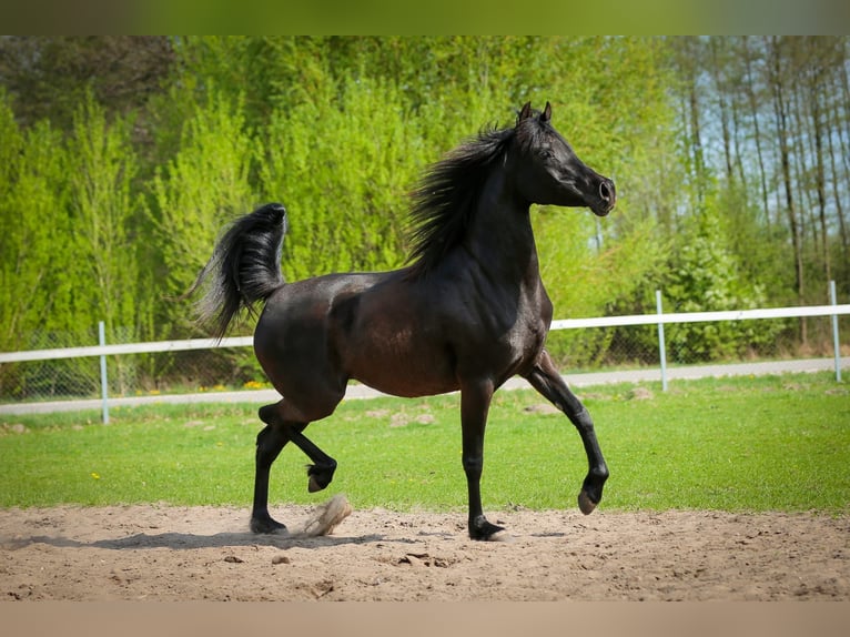 Pur-sang arabe Jument 15 Ans 149 cm Noir in Ko&#x142;biel