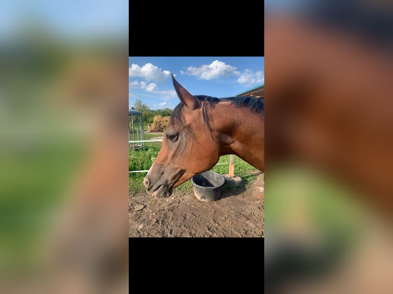 Pur-sang arabe Jument 15 Ans 153 cm Bai in Rheinfelden