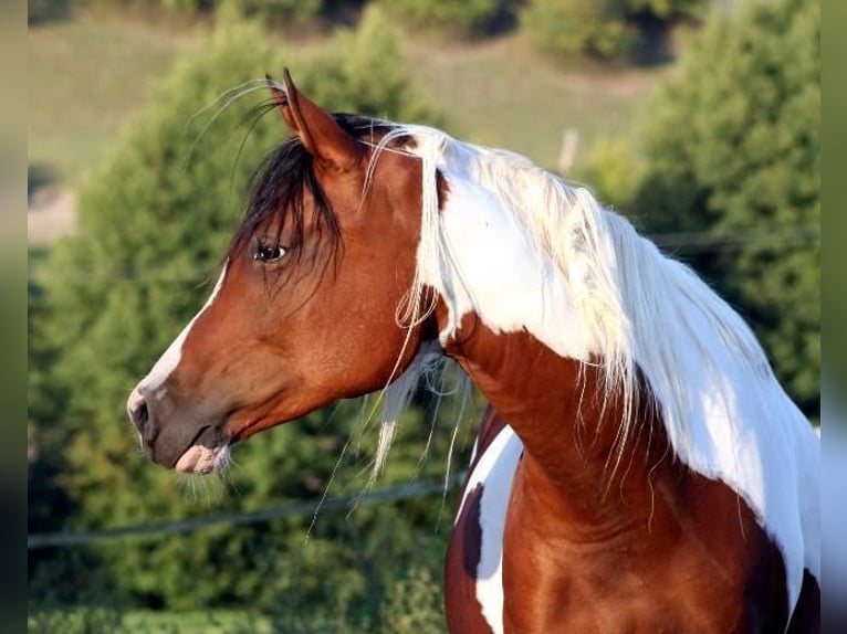 Pur-sang arabe Jument 15 Ans 154 cm Bai brun foncé in Kraichtal