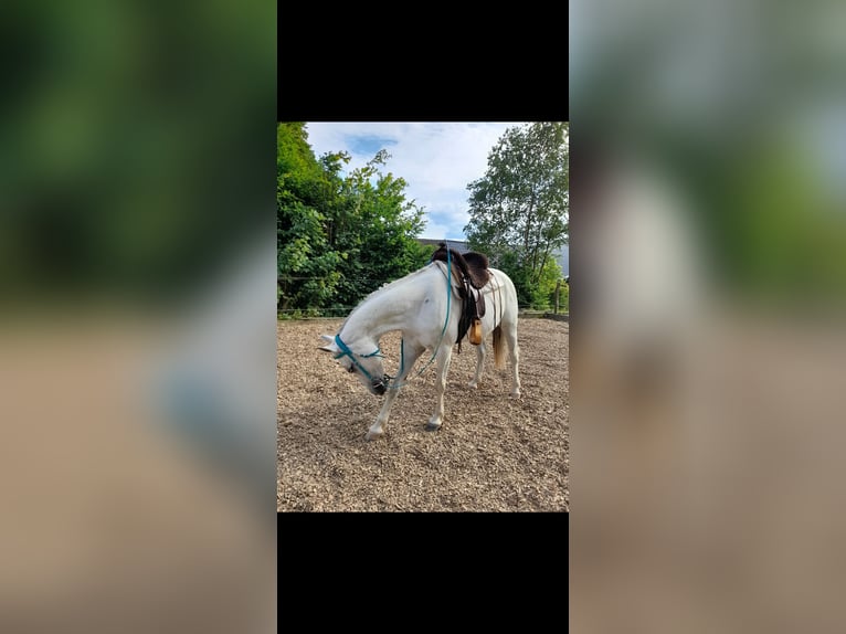 Pur-sang arabe Croisé Jument 16 Ans 148 cm Gris in Kierspe