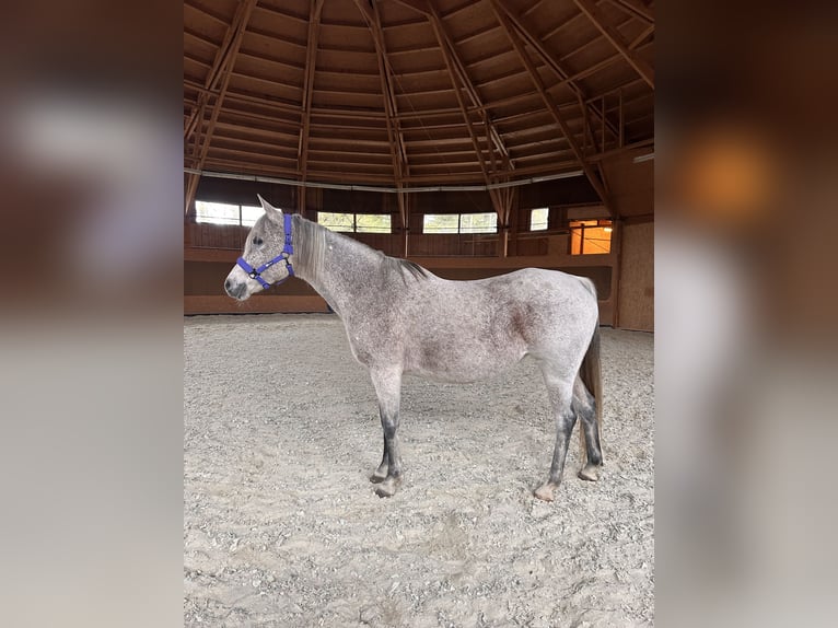 Pur-sang arabe Jument 16 Ans 155 cm Gris moucheté in Dornbirn