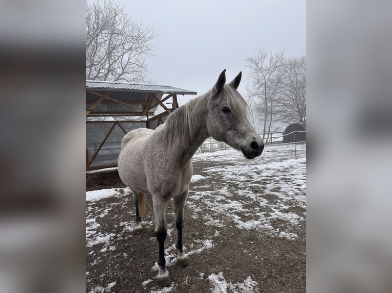 Pur-sang arabe Jument 16 Ans 155 cm Gris moucheté in Dornbirn