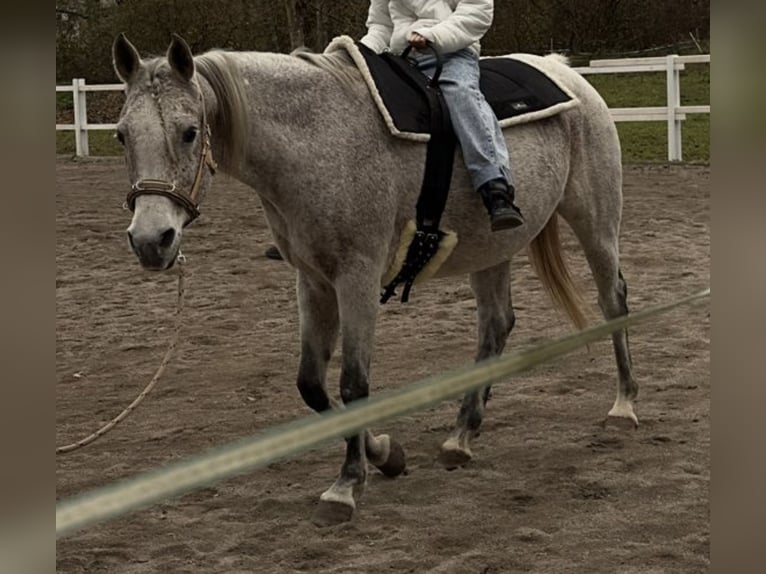 Pur-sang arabe Jument 16 Ans 155 cm Gris moucheté in Dornbirn