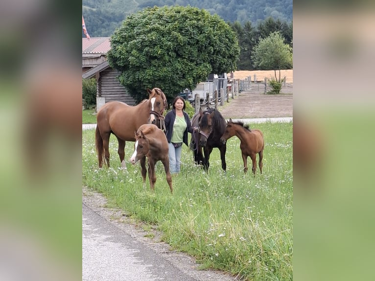 Pur-sang arabe Jument 16 Ans 156 cm Alezan brûlé in Reichraming