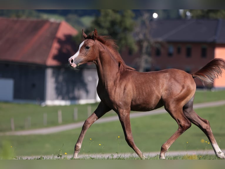 Pur-sang arabe Jument 16 Ans 156 cm Alezan brûlé in Reichraming