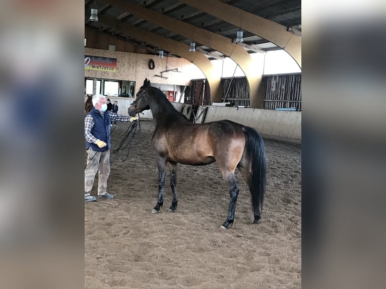 Pur-sang arabe Jument 16 Ans 157 cm Bai brun in Bienenb&#xFC;ttel