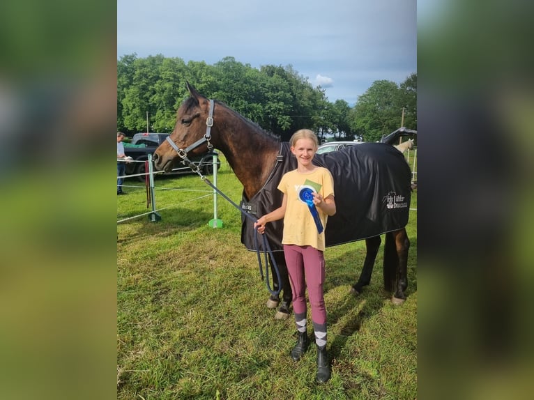 Pur-sang arabe Jument 16 Ans 157 cm Bai brun in Bienenb&#xFC;ttel