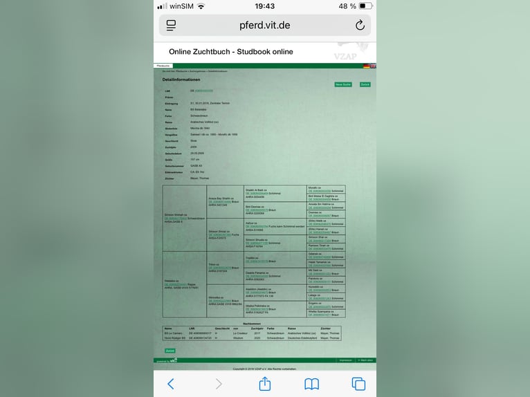 Pur-sang arabe Jument 16 Ans 157 cm Bai brun in Bienenb&#xFC;ttel