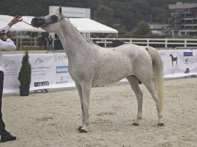 Pur-sang arabe Jument 16 Ans Gris in Kladruby