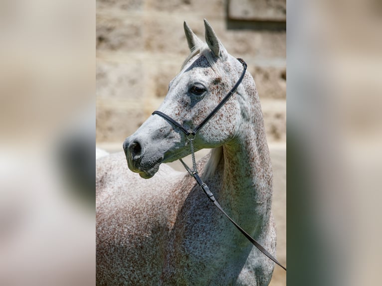 Pur-sang arabe Jument 16 Ans Gris in Gomadingen