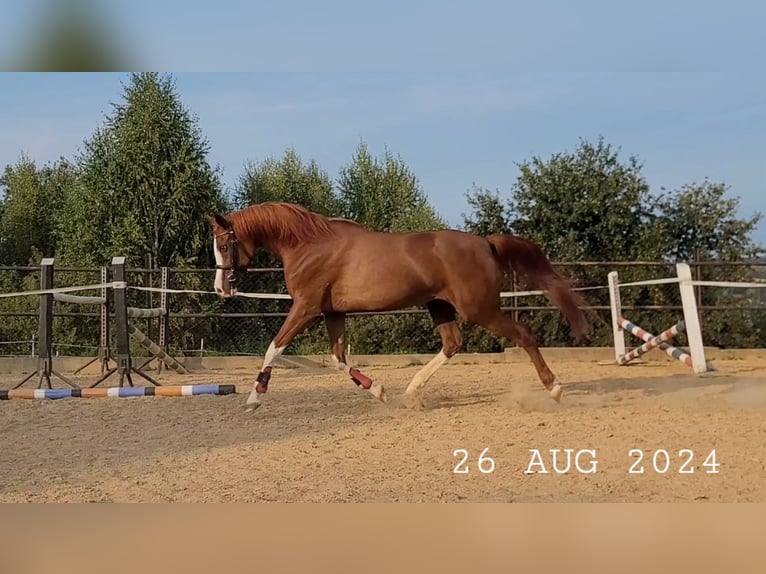 Pur-sang arabe Jument 17 Ans 148 cm Alezan in Wadowice