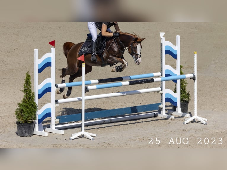 Pur-sang arabe Jument 17 Ans 148 cm Alezan in Wadowice