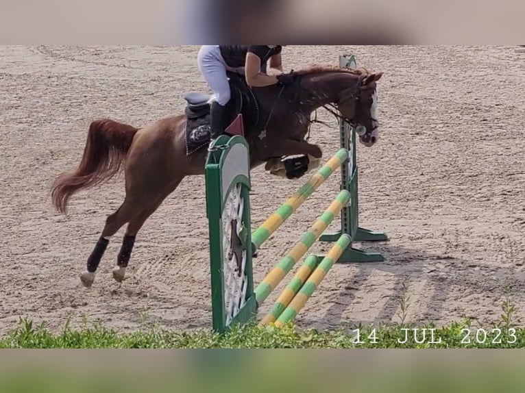 Pur-sang arabe Jument 17 Ans 148 cm Alezan in Wadowice