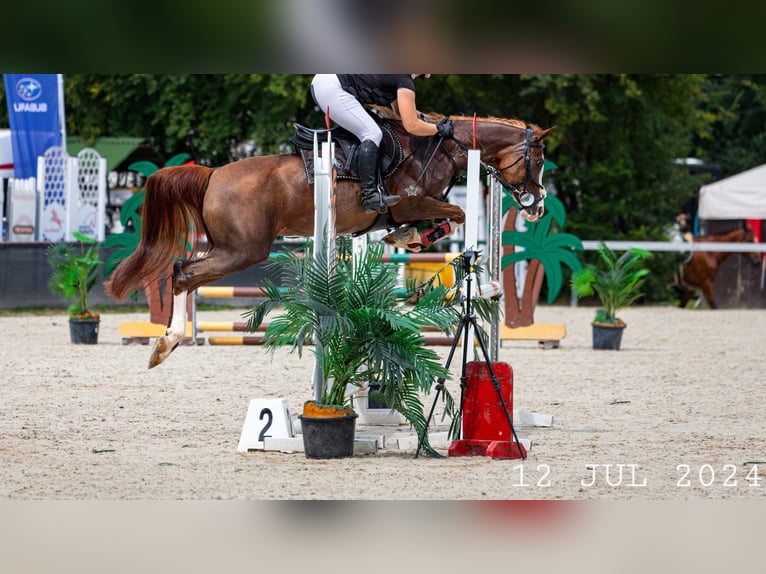 Pur-sang arabe Jument 17 Ans 148 cm Alezan in Wadowice