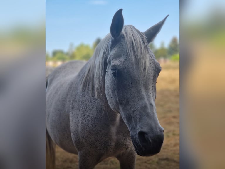 Pur-sang arabe Jument 17 Ans 153 cm Gris moucheté in Finsterwalde