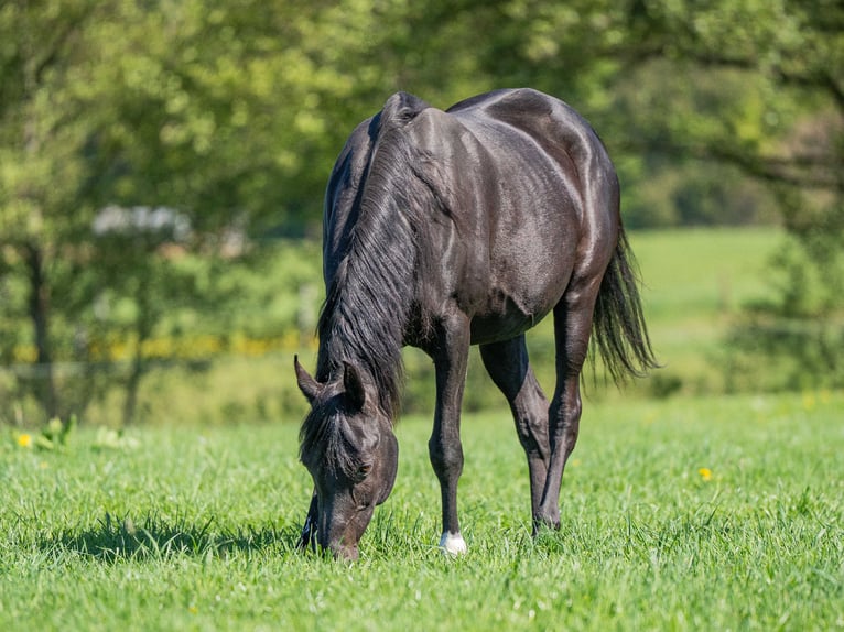Pur-sang arabe Jument 17 Ans 155 cm Noir in Herzberg am Harz