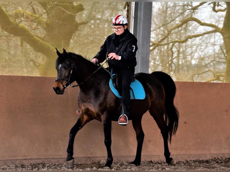 Pur-sang arabe Jument 17 Ans 157 cm Bai brun in Bienenbüttel