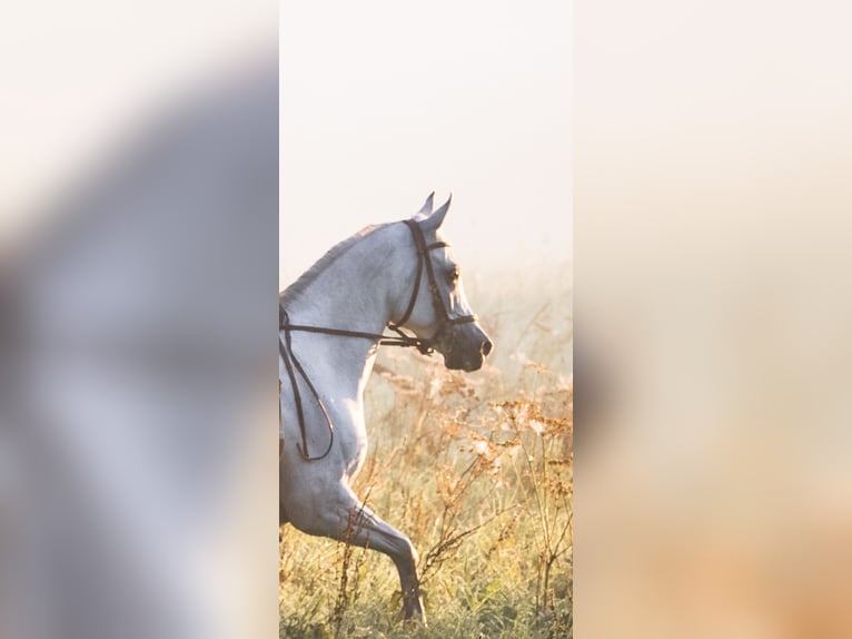 Pur-sang arabe Jument 18 Ans 158 cm Gris in ChiemingChieming