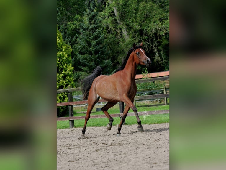 Pur-sang arabe Jument 19 Ans 157 cm Bai in Allenfeld