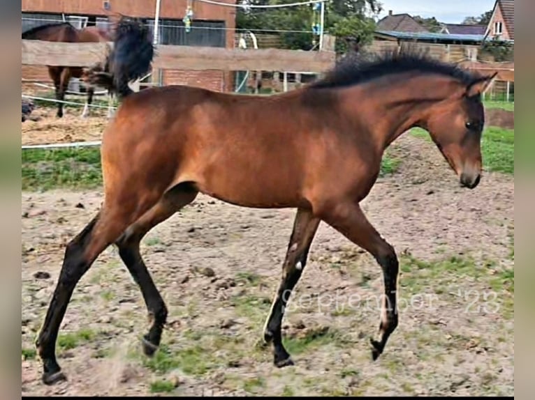 Pur-sang arabe Jument 1 Année 145 cm Bai brun in Rhauderfehn