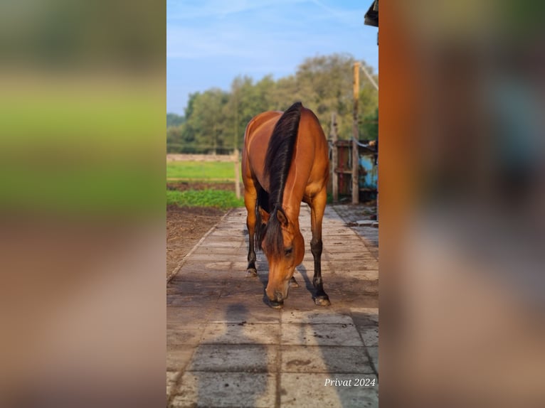 Pur-sang arabe Jument 1 Année 145 cm Bai brun in Rhauderfehn