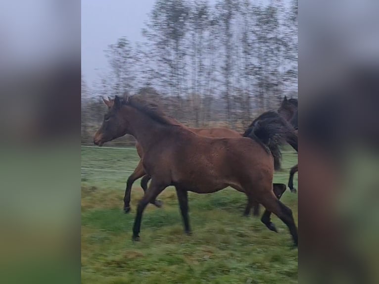 Pur-sang arabe Jument 1 Année 145 cm Bai brun in Rhauderfehn