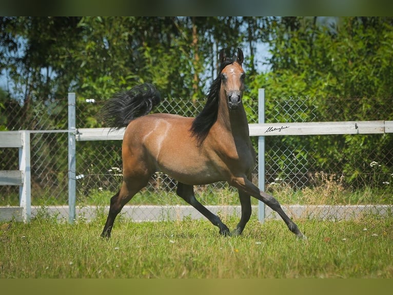 Pur-sang arabe Jument 1 Année 145 cm Gris in Wiktorów