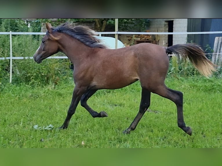 Pur-sang arabe Jument 1 Année 150 cm Peut devenir gris in Jever