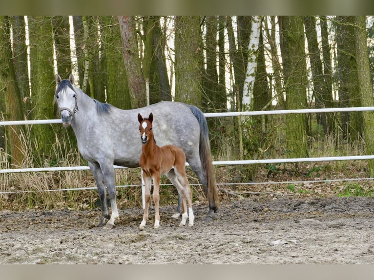 Pur-sang arabe Jument 1 Année 152 cm Alezan brûlé in Rafa&#x142;&#xF3;w