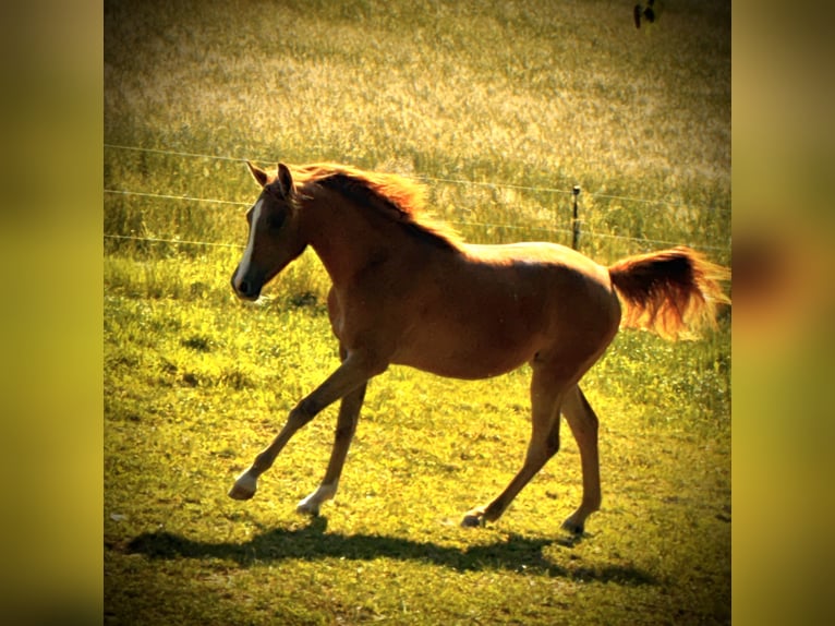 Pur-sang arabe Jument 1 Année 152 cm Alezan in Krumbach
