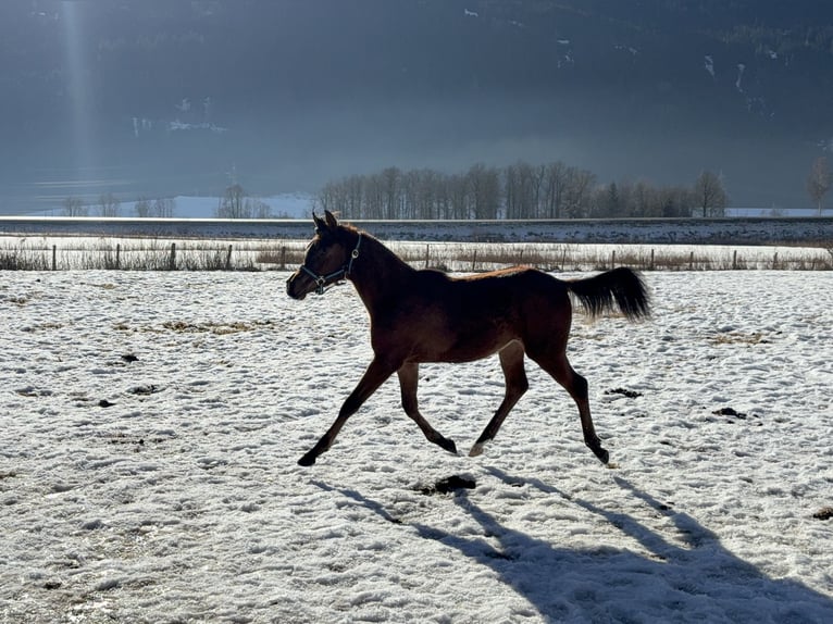 Pur-sang arabe Jument 1 Année 153 cm Bai brun in Stuhlfelden