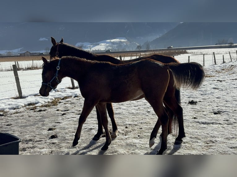 Pur-sang arabe Jument 1 Année 153 cm Bai brun in Stuhlfelden