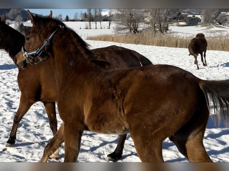 Pur-sang arabe Jument 1 Année 153 cm Bai brun in Stuhlfelden