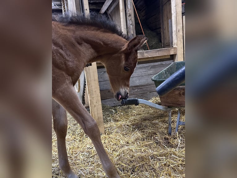 Pur-sang arabe Jument 1 Année 153 cm Bai brun in Stuhlfelden