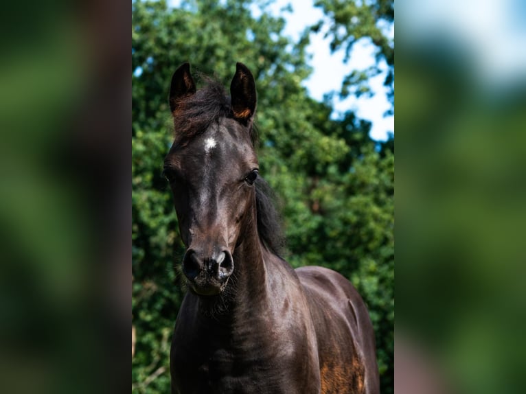 Pur-sang arabe Jument 1 Année 153 cm Noir in Espelkamp