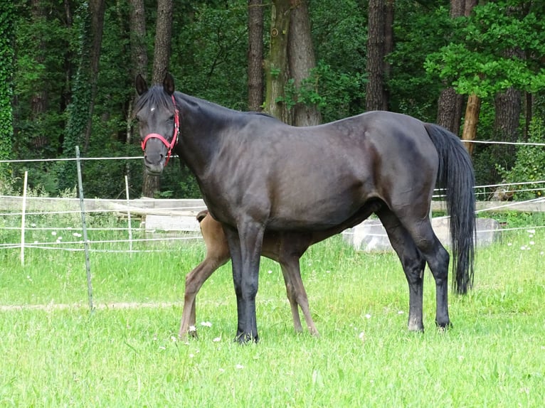 Pur-sang arabe Jument 1 Année 153 cm Noir in Espelkamp