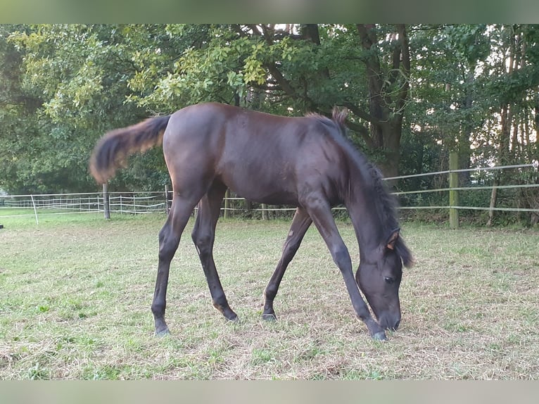 Pur-sang arabe Jument 1 Année 153 cm Noir in Espelkamp