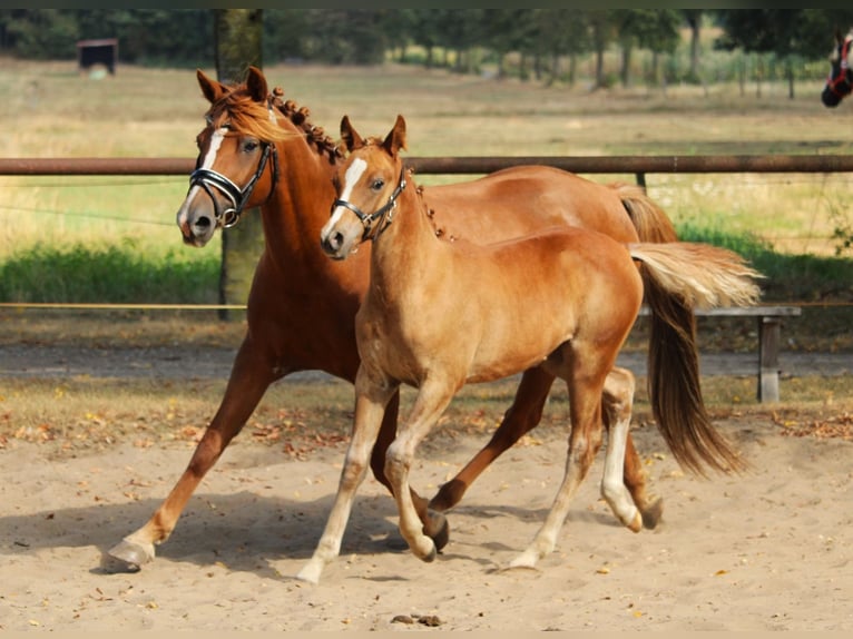 Pur-sang arabe Jument 1 Année 154 cm Alezan in Rietberg