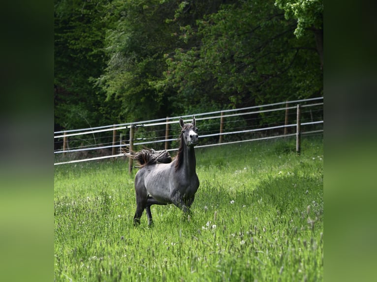 Pur-sang arabe Jument 1 Année 154 cm Gris in Reichshof