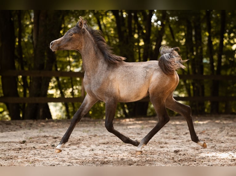 Pur-sang arabe Jument 1 Année 154 cm Gris in Reichshof