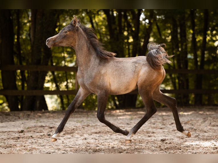 Pur-sang arabe Jument 1 Année 154 cm Gris in Reichshof